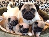 Anne Altında A Kalite Pug Yavrularımız