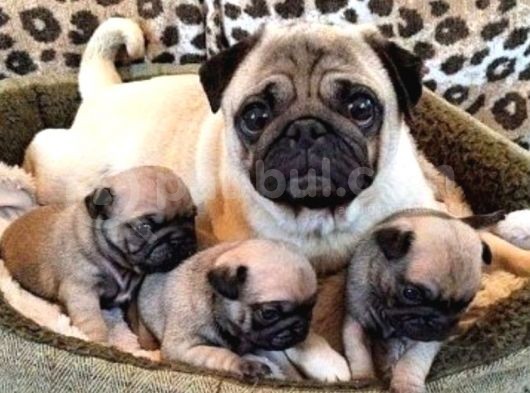 Anne Altında A Kalite Pug Yavrularımız görsel
