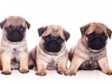 Anne Altında A Kalite Pug Yavrularımız