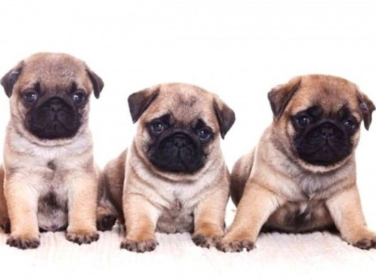 Anne Altında A Kalite Pug Yavrularımız görsel