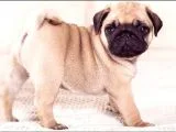 Anne Altında A Kalite Pug Yavrularımız