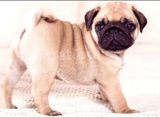 Anne Altında A Kalite Pug Yavrularımız görsel
