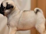 Anne Altında A Kalite Pug Yavrularımız