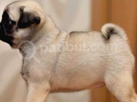 Anne Altında A Kalite Pug Yavrularımız görsel