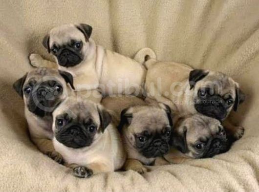 Anne Altında A Kalite Pug Yavrularımız görsel