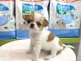 Chihuahua Yavruları