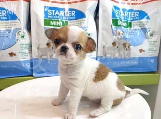 Chihuahua Yavruları görsel