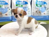 Chihuahua Yavruları