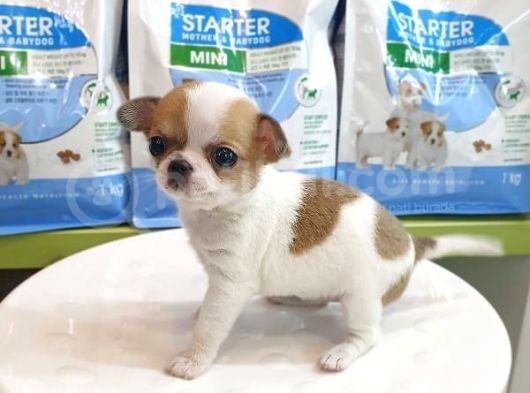 Chihuahua Yavruları görsel