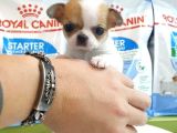 Chihuahua Yavruları