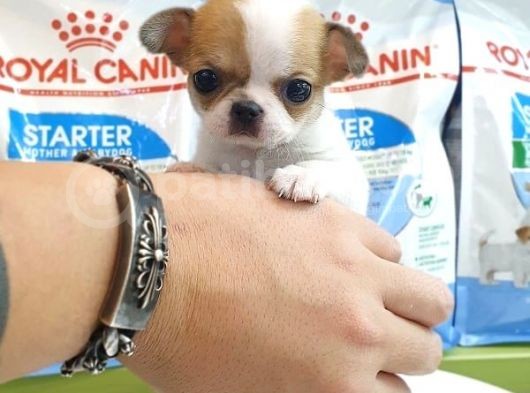 Chihuahua Yavruları görsel