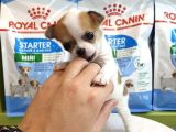 Chihuahua Yavruları