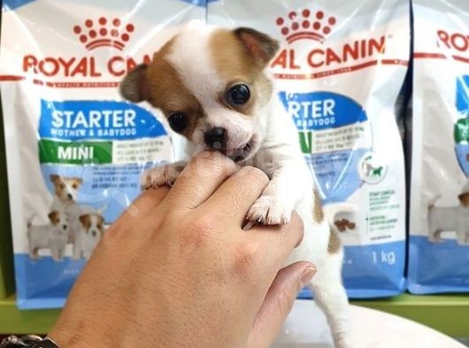 Chihuahua Yavruları görsel