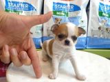 Chihuahua Yavruları