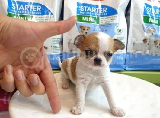Chihuahua Yavruları görsel