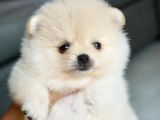 En Sevimli Pomeranian Yavruları
