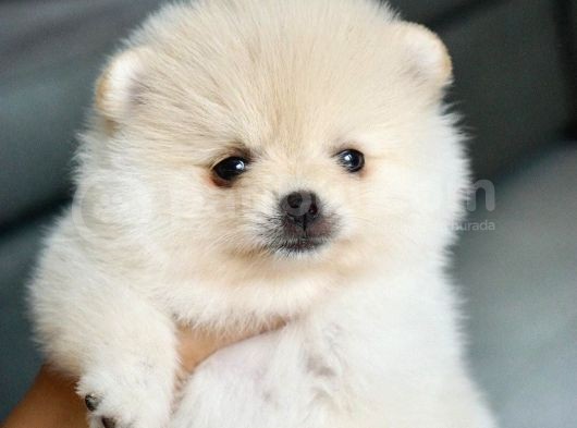 En Sevimli Pomeranian Yavruları görsel