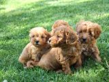Sevimli Toy Poodle Yavrularımız
