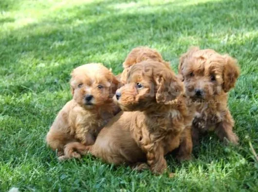 Sevimli Toy Poodle Yavrularımız