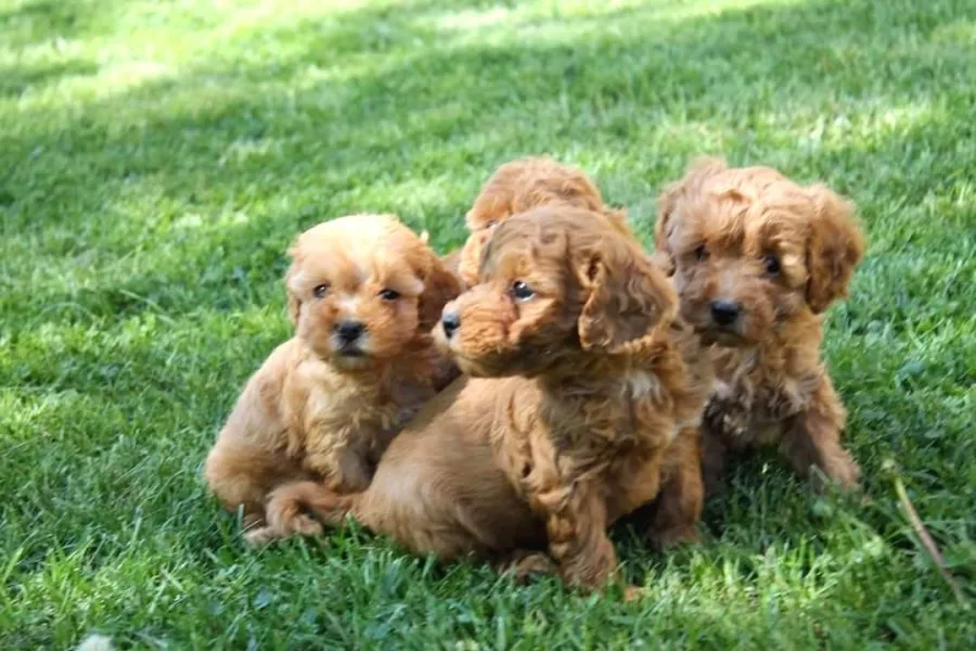Sevimli Toy Poodle Yavrularımız