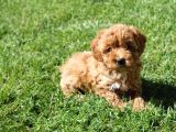 Sevimli Toy Poodle Yavrularımız