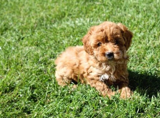 Sevimli Toy Poodle Yavrularımız görsel