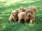 Sevimli Toy Poodle Yavrularımız