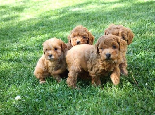 Sevimli Toy Poodle Yavrularımız görsel