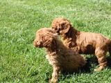 Sevimli Toy Poodle Yavrularımız