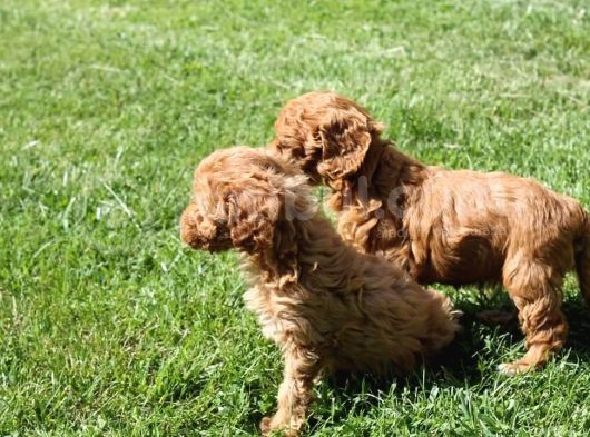 Sevimli Toy Poodle Yavrularımız görsel