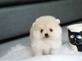 En Sevimli Pomeranian Yavruları