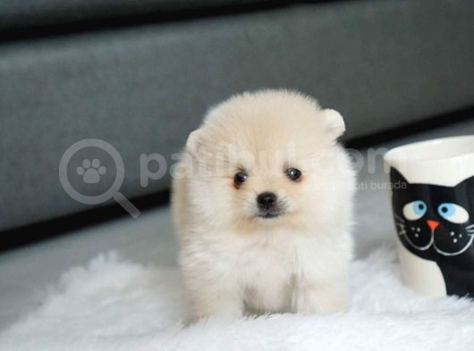 En Sevimli Pomeranian Yavruları görsel
