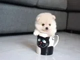 En Sevimli Pomeranian Yavruları