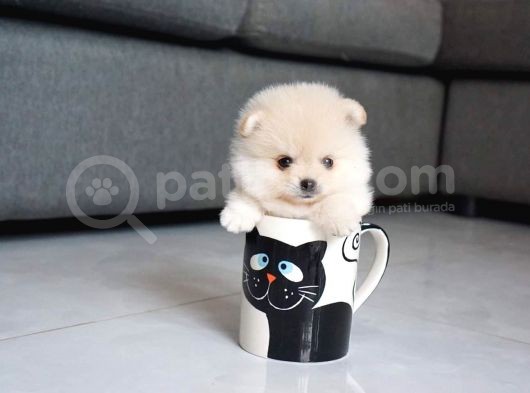 En Sevimli Pomeranian Yavruları görsel