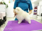 En Sevimli Pomeranian Yavruları