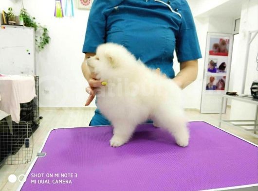 En Sevimli Pomeranian Yavruları görsel