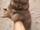 Pomeranian Boo A Kalite