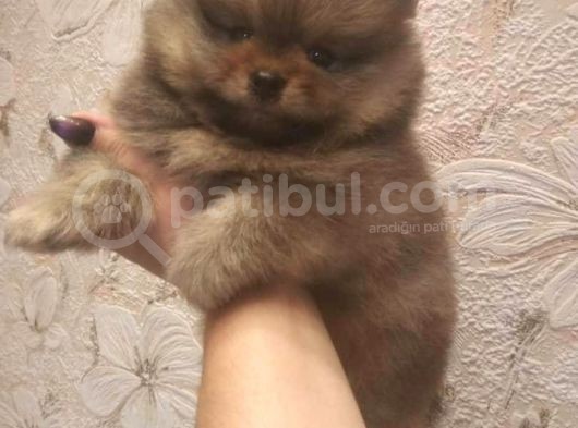 Pomeranian Boo A Kalite görsel