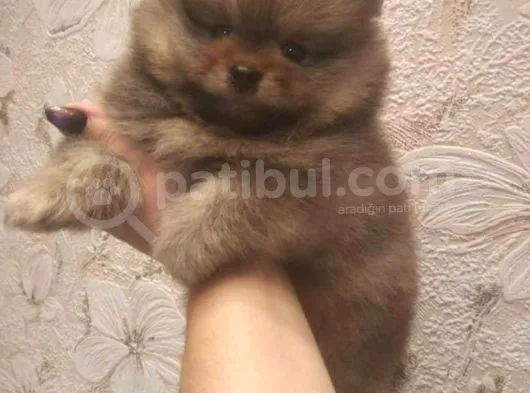 Pomeranian Boo A Kalite