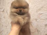 Pomeranian Boo A Kalite