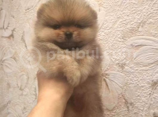 Pomeranian Boo A Kalite görsel