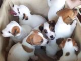 Kısa Bacak Jack Russel Yavrularımız