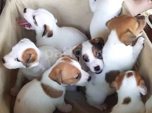Kısa Bacak Jack Russel Yavrularımız görsel