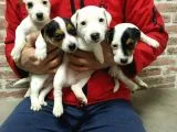 Kısa Bacak Jack Russel Yavrularımız