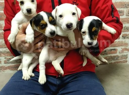 Kısa Bacak Jack Russel Yavrularımız