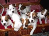 Kısa Bacak Jack Russel Yavrularımız