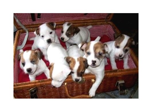 Kısa Bacak Jack Russel Yavrularımız görsel