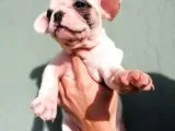 French Bulldog A Kalite Yavrular