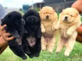A Kalite ChowChow Yavrularımız