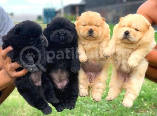 A Kalite Chowchow Yavrularımız görsel